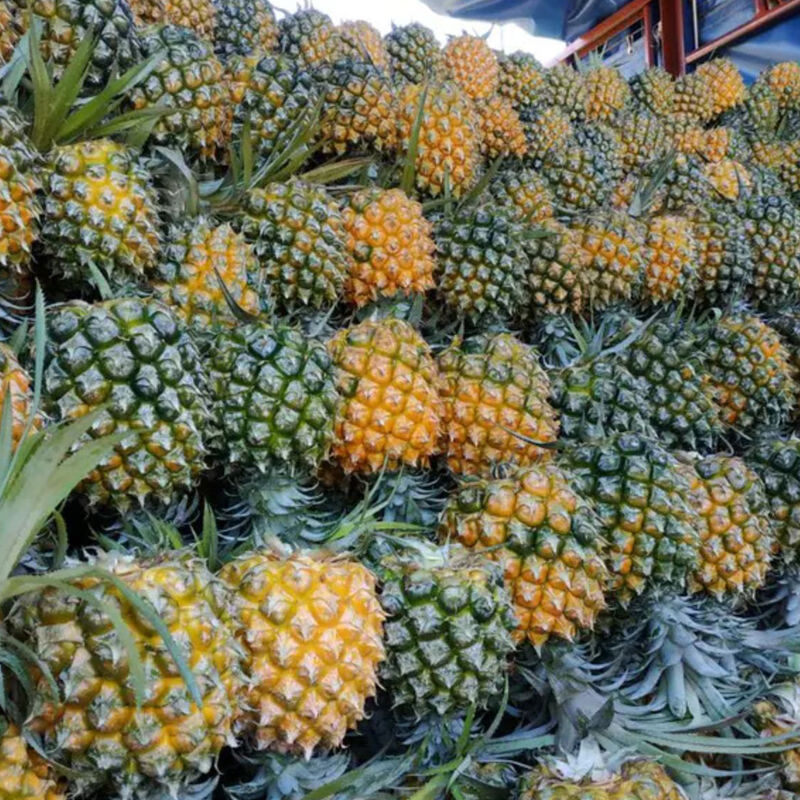【现摘】海南菠萝香水菠萝新鲜黄金凤梨手撕菠萝云南香水果除味2/5/10
