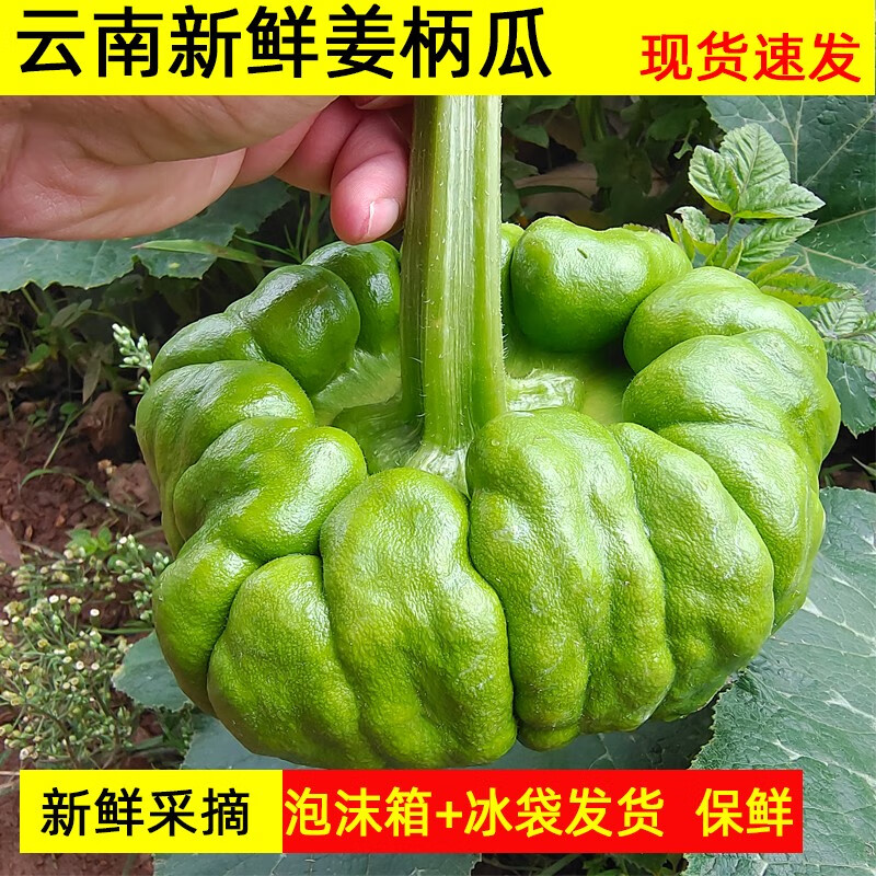 云南小麦瓜营养价值图片