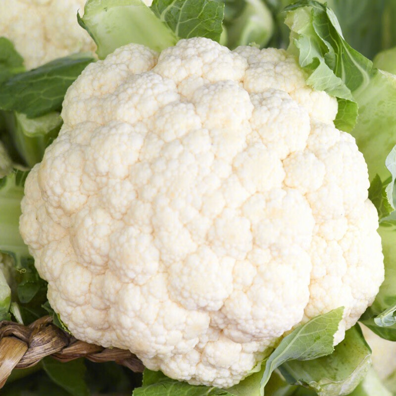 寿禾 罗马花椰菜种子花菜苗宝塔菜菜籽家庭春冬季播种蔬菜子种植菜花