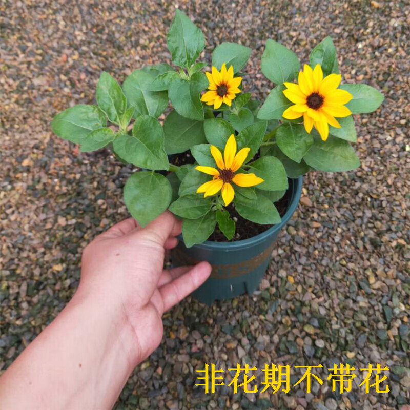 素蜜矮向日葵盆栽苗观赏型光辉岁月带花迷你小向日葵 1盆光辉岁月