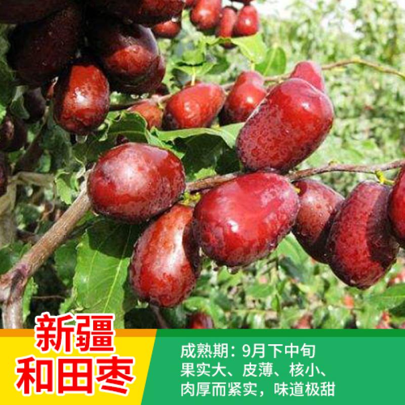 枣树苗嫁接沾化冬枣脆枣特大盆栽地载庭院果树苗枣子苗南北方种植当年