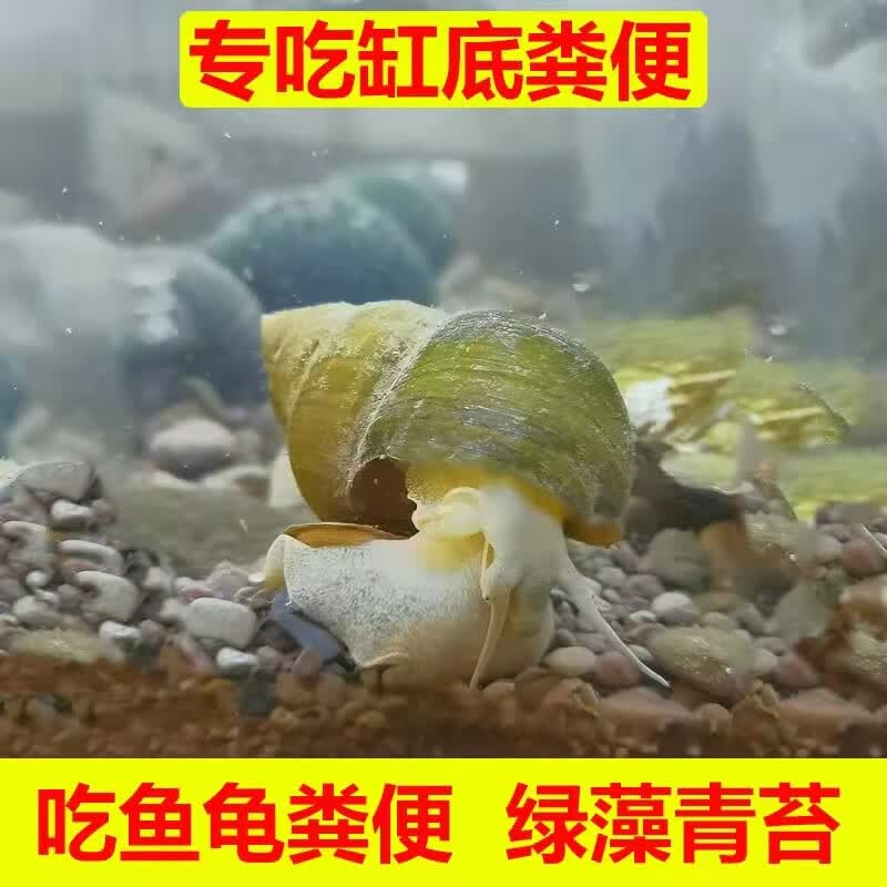 专吃鱼屎粪便黄金小河蚌河蚬淡净水观赏螺鲜活物黑金刚贝壳苗活体 大缸套餐【除藻、除粪、观赏】