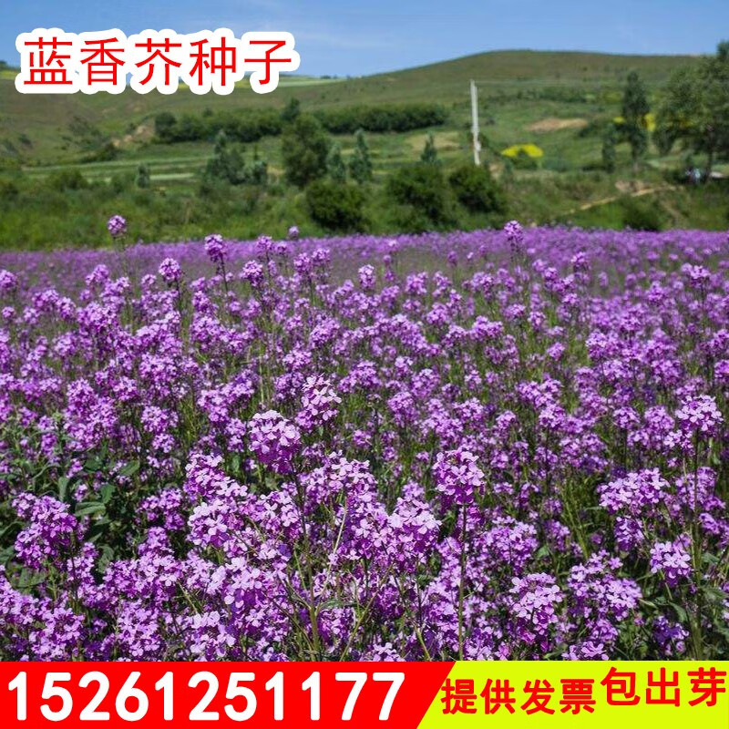 健掌品客蓝香芥种子蓝色花海种子多年生耐阴耐寒花卉易活播种春播秋播