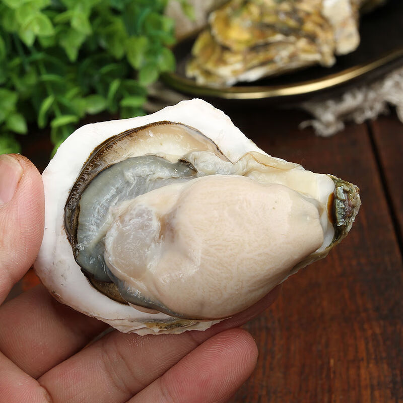 福建生蚝鲜活生蚝肉新鲜大牡蛎带壳海蛎子贝类海鲜水产6斤整箱 m码约
