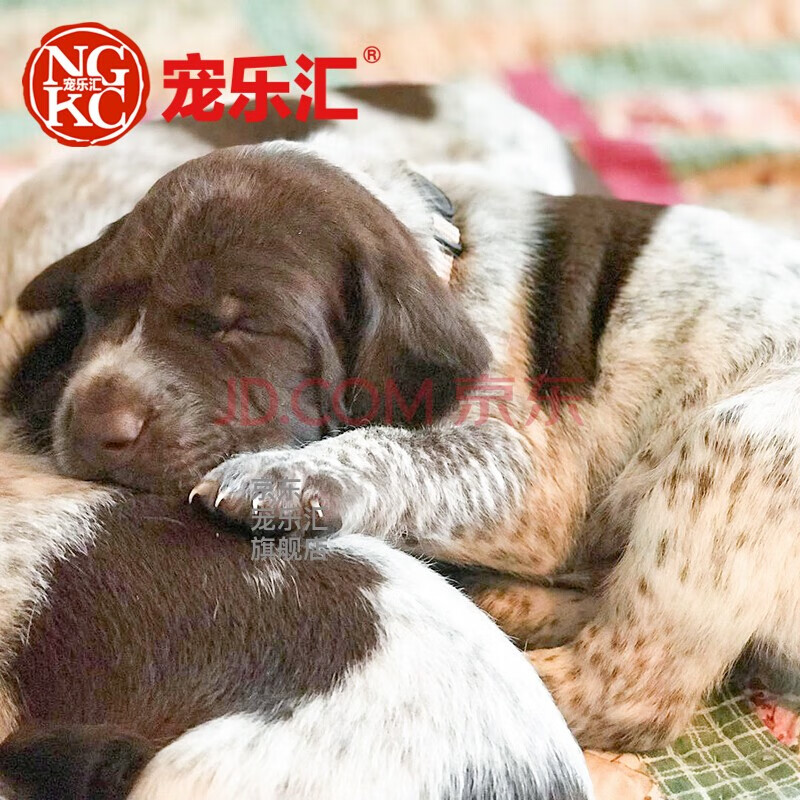 宠乐汇 波音达德国短毛指示猎犬幼犬活幼崽小狗公母视频挑选纯种血统
