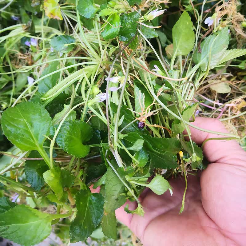 深山七星莲潮汕人参草 材新鲜茶匙黄现挖500克干品另售 生鲜品250克