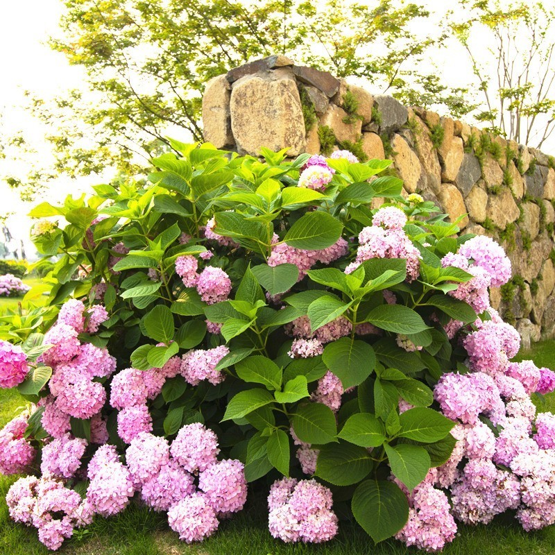 绣球花苗八仙花阳台盆栽庭院地栽耐寒花卉无尽夏四季开花老桩大花 地利沃【买三松一】 推荐5年老桩苗 当年开花多好成活