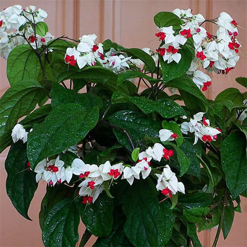 黛萝莉龙吐珠花带花阳台盆栽可爬藤花卉植物室内四季开花鲜花易活 龙