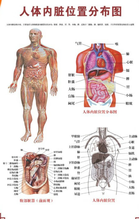 人体骨骼图挂图器官内脏结构图海报脊柱图解肌肉分布