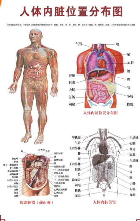 人体骨骼图挂图器官内脏结构图海报脊柱图解肌肉分布解剖图挂画(注意