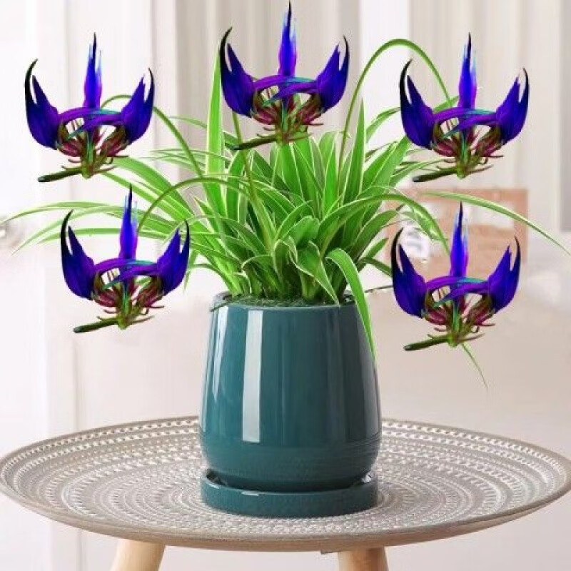 荣郁 龙虾花四季开花阳台植物盆栽室内外花卉绿植室外不怕冷不怕热的