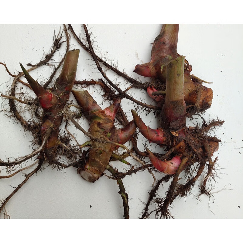 黎昕  白姜花苗盆栽野姜花地栽白姜花种球姜花盆栽黄姜花苗蝴蝶花非常