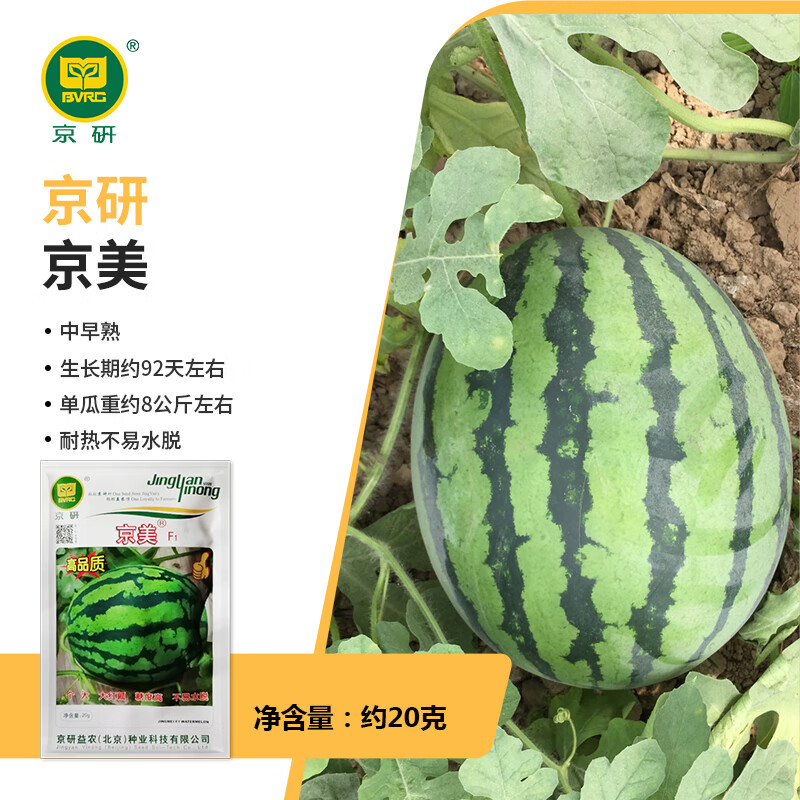 京研西瓜种子京美甜王大西瓜种孑大红瓤超甜薄皮小西瓜农科院瓜种籽孑