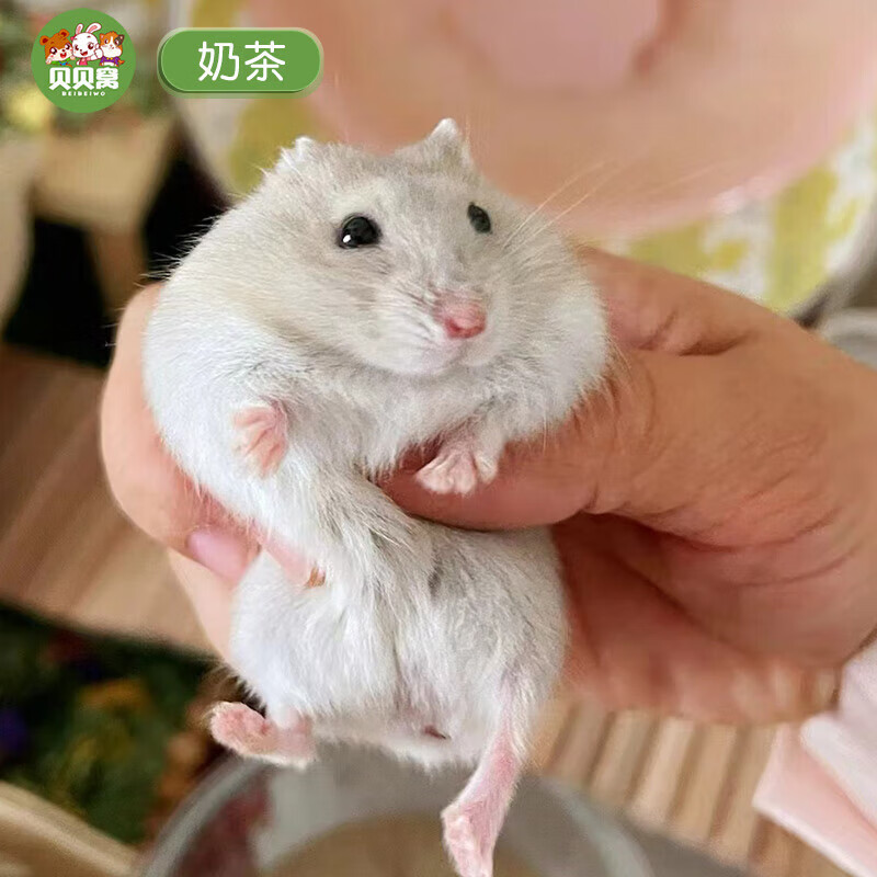 纳学认主奶茶仓鼠一公一母活物已打疫苗家好养的小苍昌鼠活体鼠类宠物