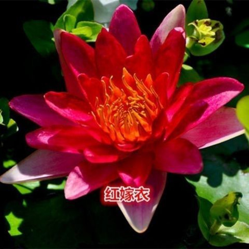 睡莲 相关京东优惠商品 16 价格图片品牌优惠券 虎窝购 睡莲 相关京东优惠商品 16 价格图片品牌优惠券 虎窝购