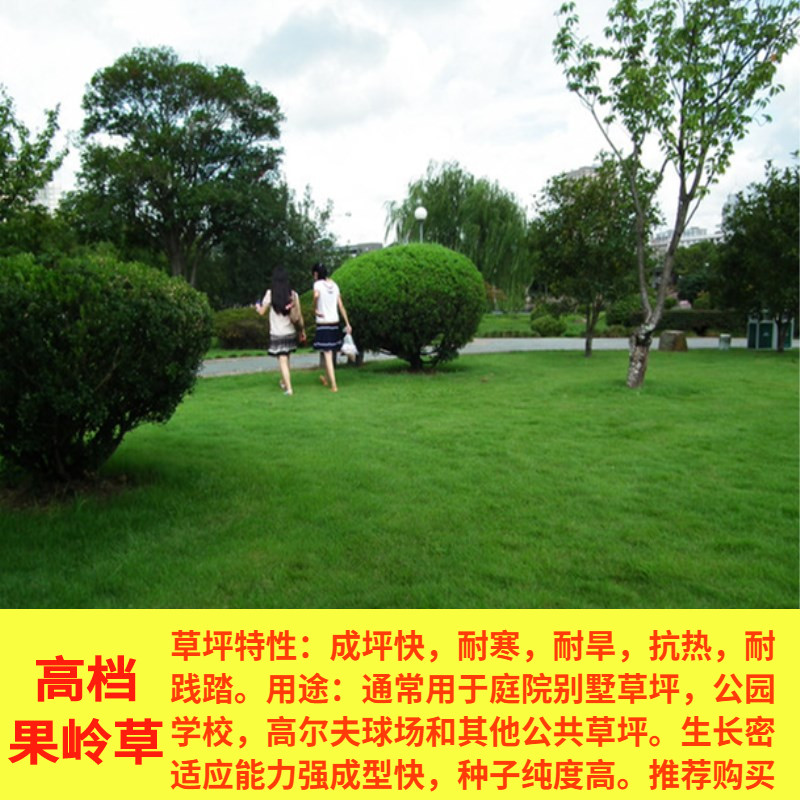 楚风汉韵果岭草草坪草籽四季常青耐寒耐旱庭院绿化护坡草籽耐践踏楚风