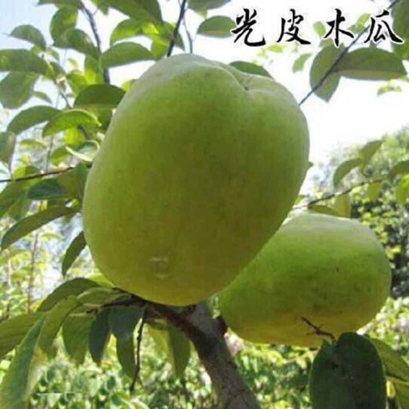 御春阁 酸木瓜树苗光皮果树南北方种植盆栽地栽当年结果 光皮木瓜4年