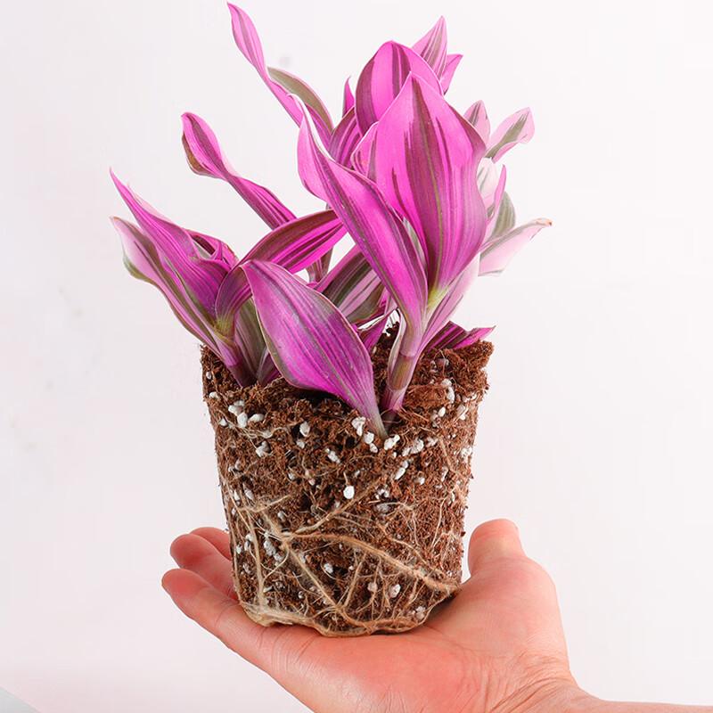 油画婚礼吊兰大棵多肉锦花卉室内阳台绿植盆栽水培油画吊兰植物 油画