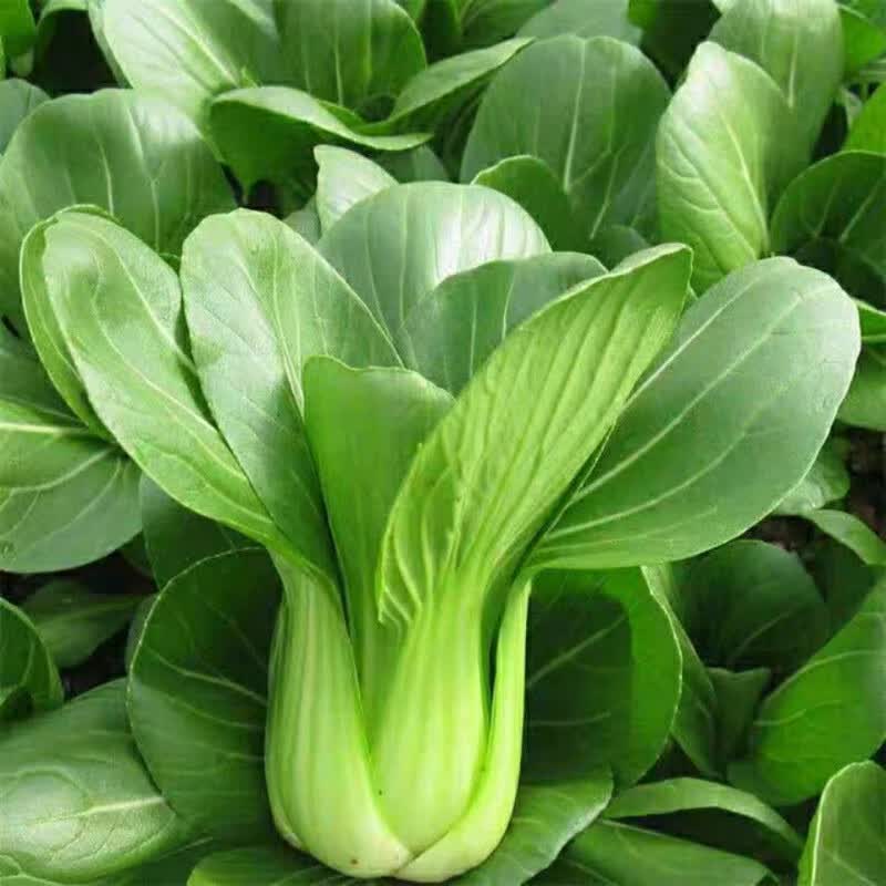霜冻小油菜新鲜蔬菜上海青寒菜瓢儿菜青菜叶菜白菜苏州青农家自种【11