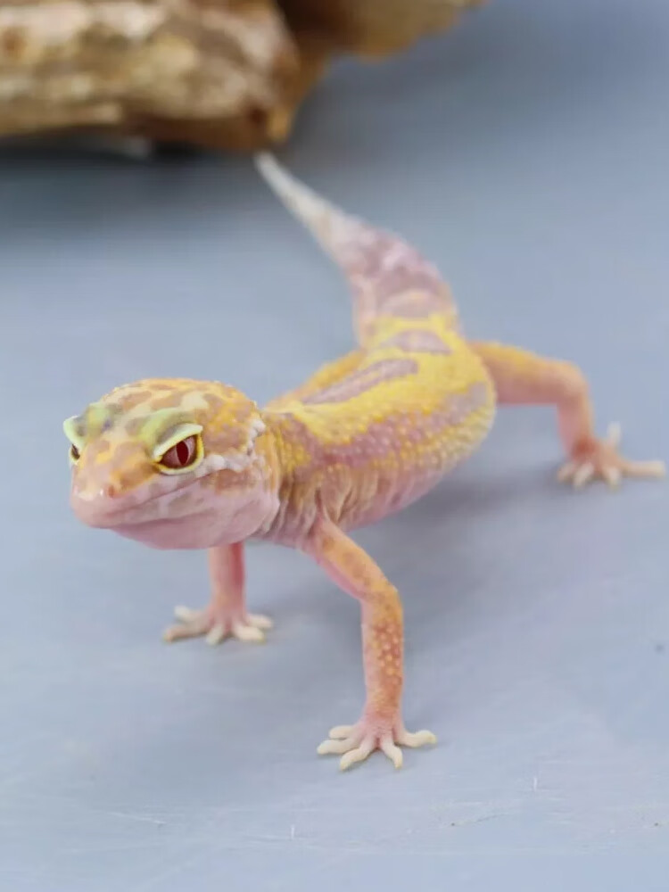 活物好养易活的小动物不咬人冷门宠物 阳光柠檬霜(苗子)长大身体纯黄