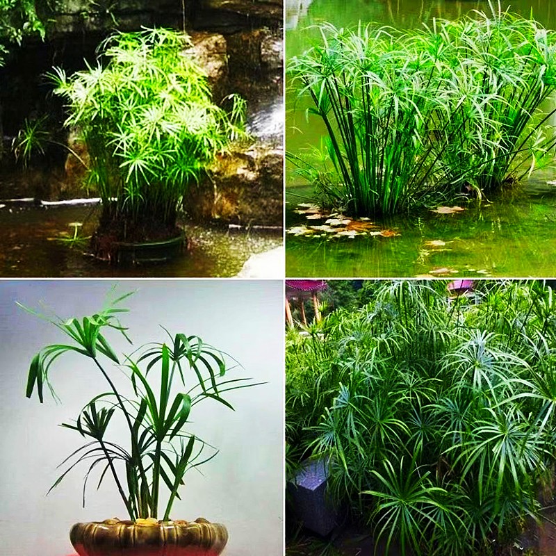 水竹苗挺水植物盆栽水培旱伞草室内绿植鱼缸龟缸鱼池净水四季常青 1盆