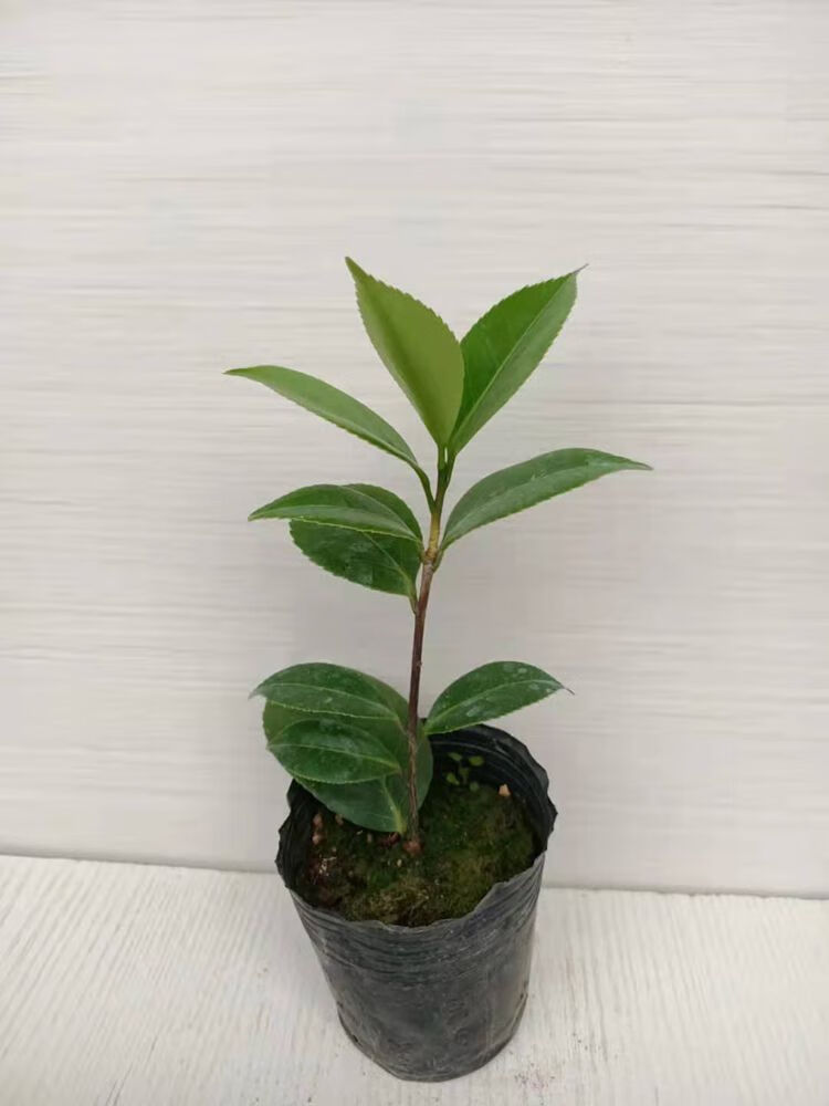 吉普赛女郎永福镇稀有名贵茶花品种苗盆栽高杆苗适合露天地栽盆栽庭院