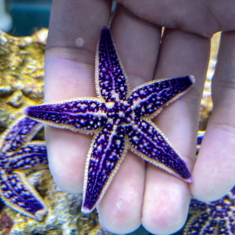 大脸兔抱年紫海星活宠物活体海水鱼缸柳海星迷你海洋生物观赏翻砂 紫