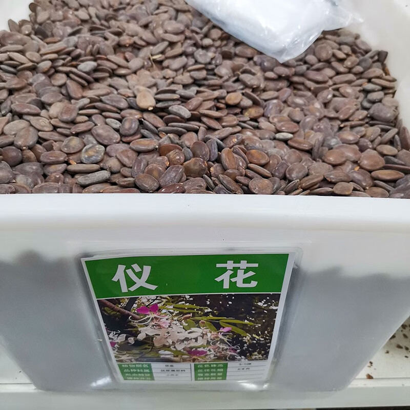 芗苒仪花种子四季花籽种籽籽 仪花种子一斤