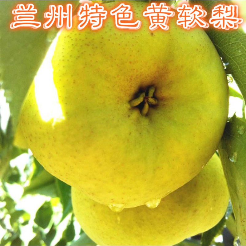 甘肃农产品香甜兰州巴梨茄梨软梨子新鲜水果香蕉梨葫芦梨5斤孕妇老人