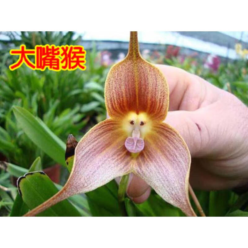 耐寒猴面兰花苗 精品猴面小龙兰 猴兰花 猴脸兰花苗盆栽奇花异草