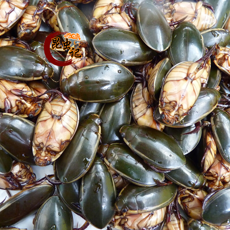 金边龙虱 龙虱金边龙虱水蟑螂水甲虫食用龟子鱼鳖虫 原味 1斤新鲜金边