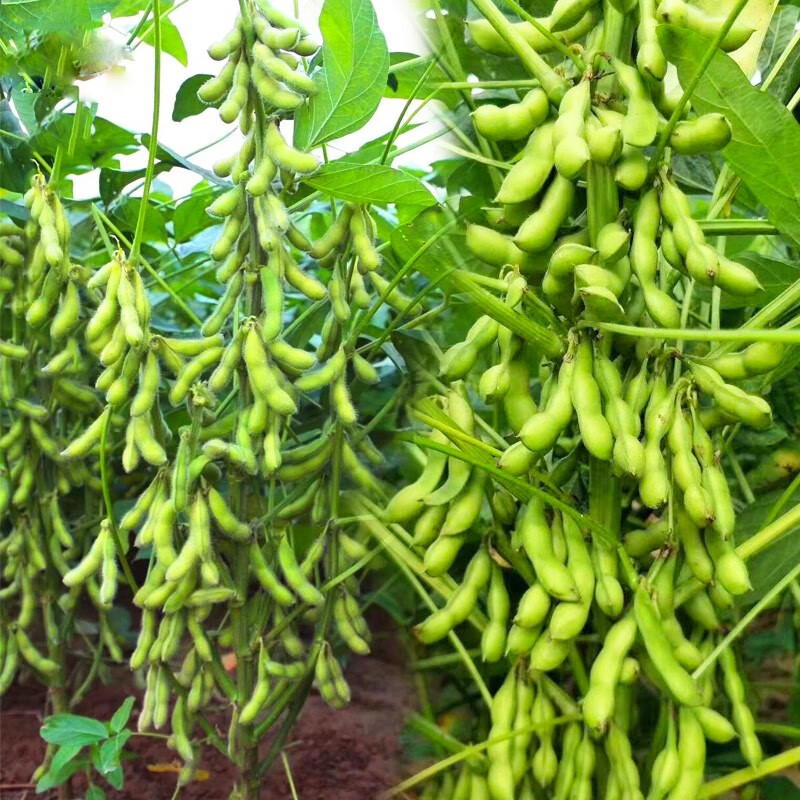 三千苗 毛豆种籽种子早熟大粒黄豆种大豆青豆菜种四季春季农家蔬菜孑