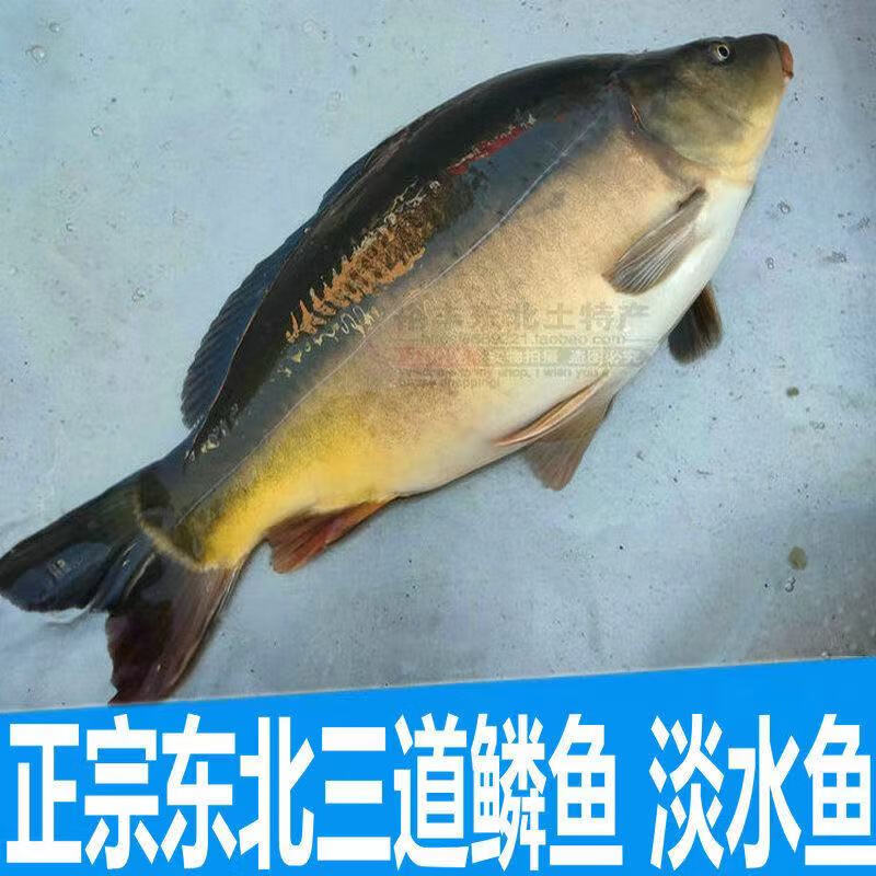 优选】正宗东北松花江特产斑鲤鱼光鲤鱼无鳞鱼鲜活速冻三道鳞鱼淡水鱼