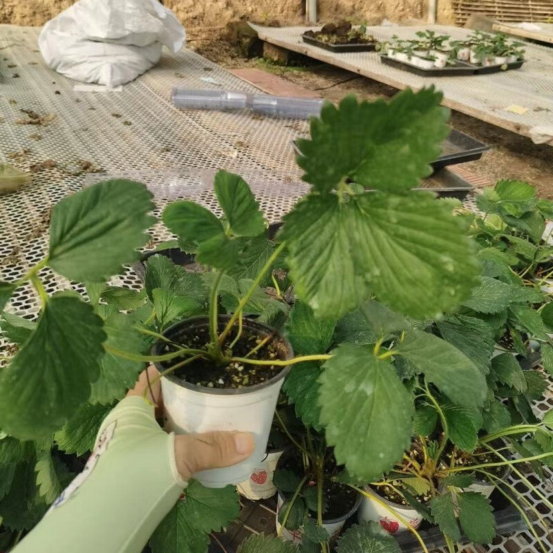 蔬菜类京东商品历史价格查询|蔬菜类价格历史