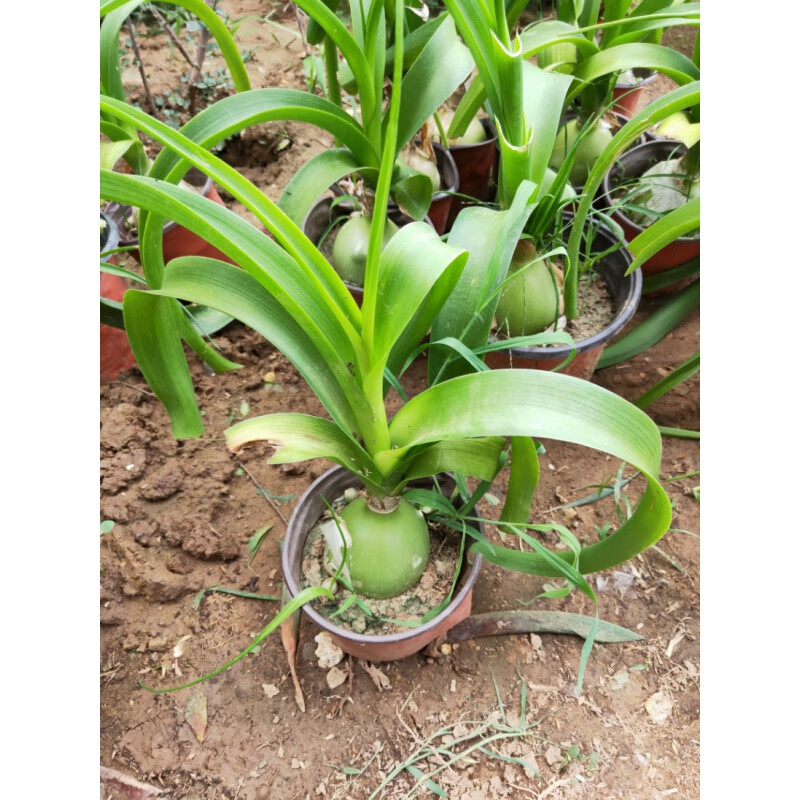 素蜜虎眼万年青盆栽海葱植物花卉 不含盆 6-7cm球茎