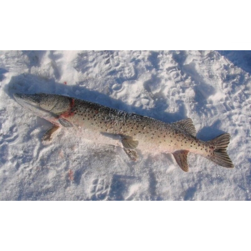 lism东北特产黑龙江乌苏里江抚远县直发江鱼鱼新鲜狗鱼 3.5斤狗鱼整条