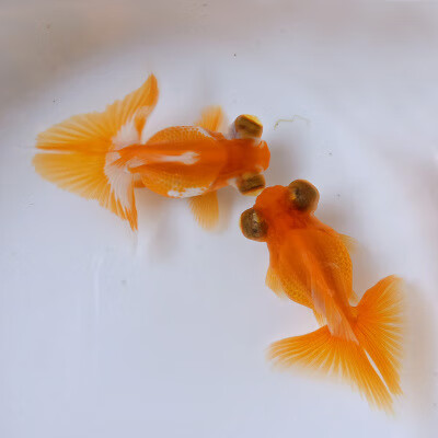 aipharow鱼观赏鱼黑蝶尾金鱼红白熊猫黑蝶尾冷水鱼包活精品蝶尾金鱼