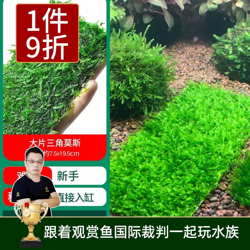 云峰海瑞 鱼缸水草前景莫丝莫斯水草水族箱造景套餐水草活体草缸造景装饰 大三角7.5*19.5大网片怎么样,好用不?