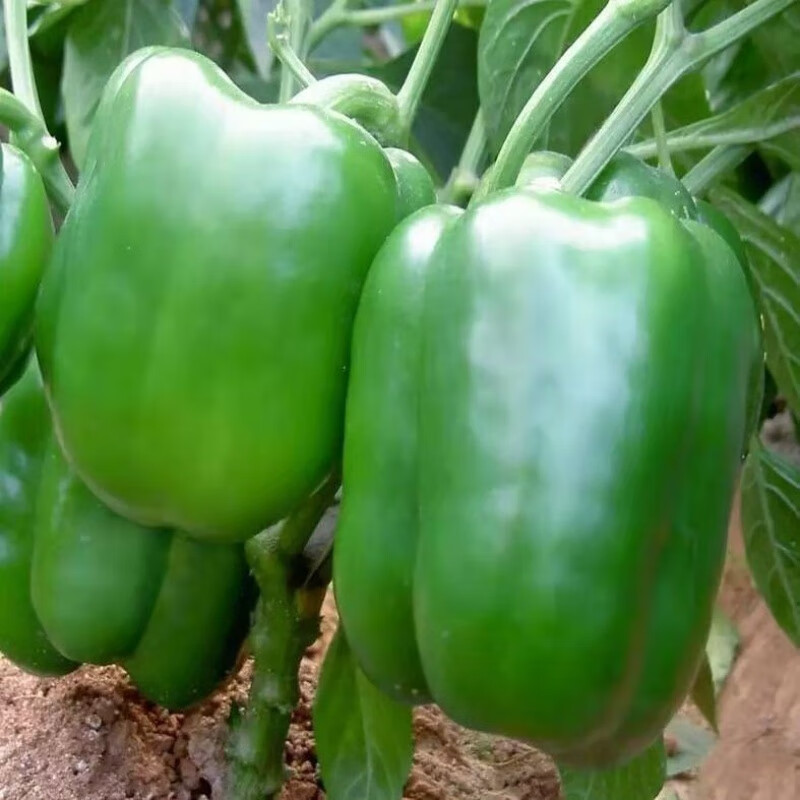 青椒水果椒绿椒彩椒新鲜皮厚肉多不辣灯笼椒 5斤精选新鲜菜椒圆椒【现