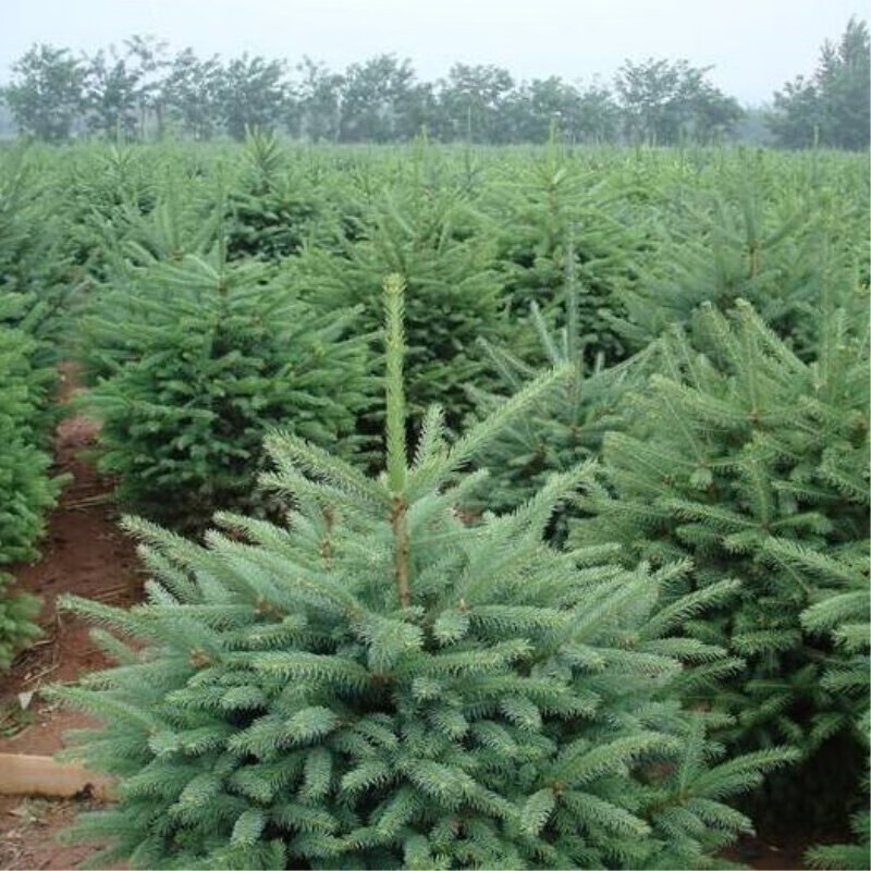 元冬新采收东北云杉种子 云杉种子茂县云杉杉树种子 景观园林打造绿化