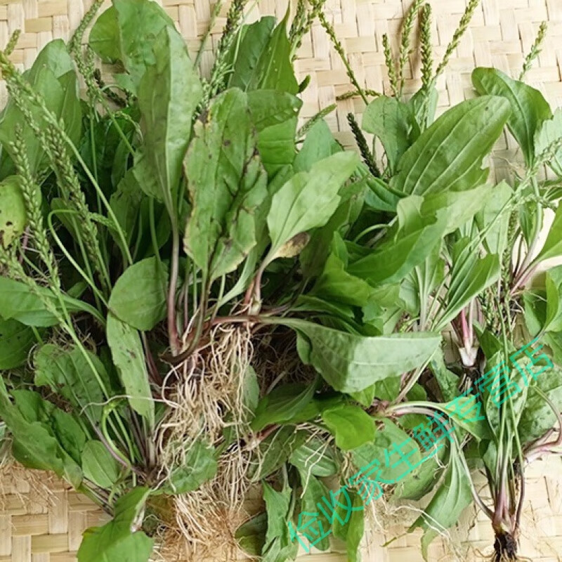 鹿凌青车前草车钱草现摘田冠草车轮菜猪肚菜灰盆草车轱辘菜带根 现挖