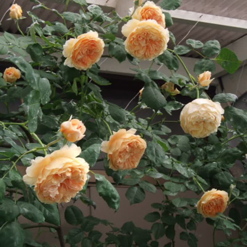 花询 欧月玛格丽特王妃爬藤藤本多季开花月季花苗蔷薇庭院盆栽花卉