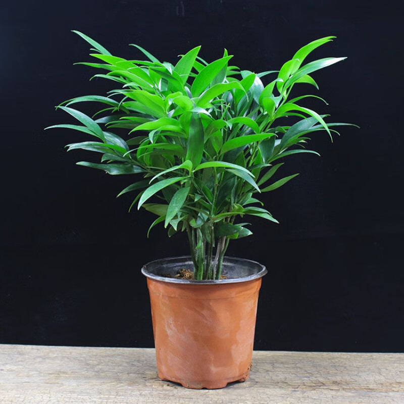 竹柏盆栽植物长寿竹室内四季常青耐寒绿植竹柏苗夏季水培绿植花卉