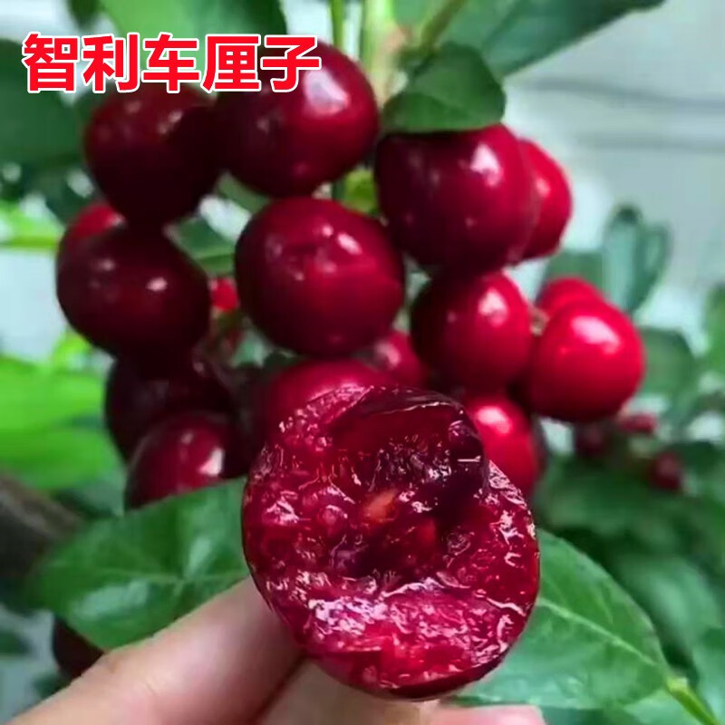 智利车厘子树苗 烟台车厘子苗 嫁接大樱桃树苗种植苗南方北方盆栽地栽