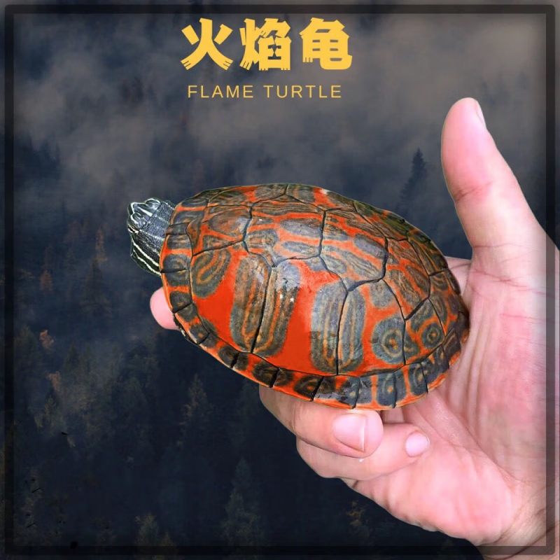 大脸兔大脸兔纯种宽纹火焰龟龟苗禄仔深海吃素龟深水吃粪龟素食龟 全