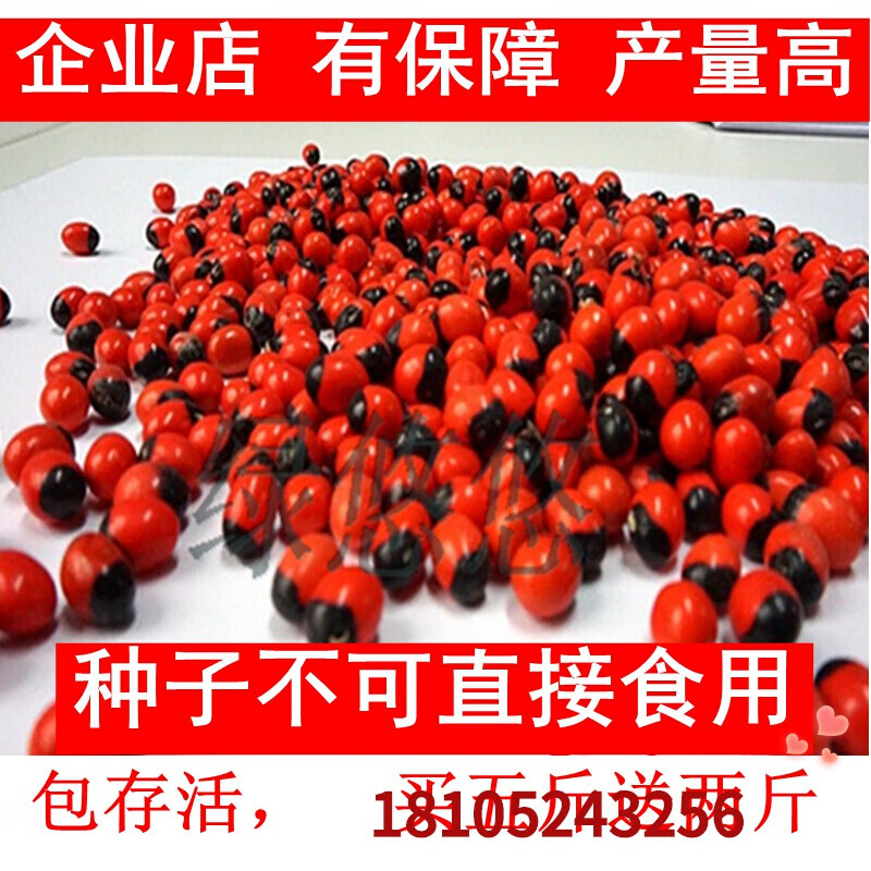 鸡骨草种子 毛鸡骨草种子 中草草药材种子 60粒 生根粉 土