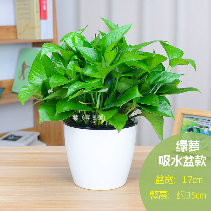 大叶绿萝盆栽  小叶绿萝  办公桌室内绿植  绿萝 水培花卉植物客厅