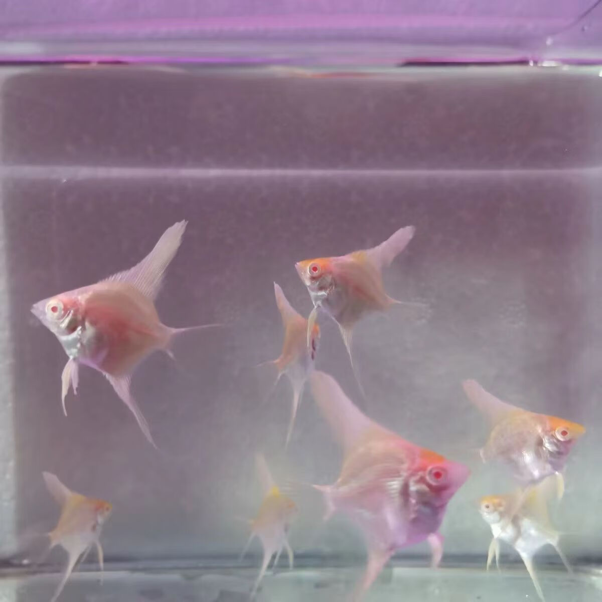 神仙鱼燕鱼红眼白肚子 红头燕三色红头燕热带鱼观赏鱼淡水鱼活体 全长