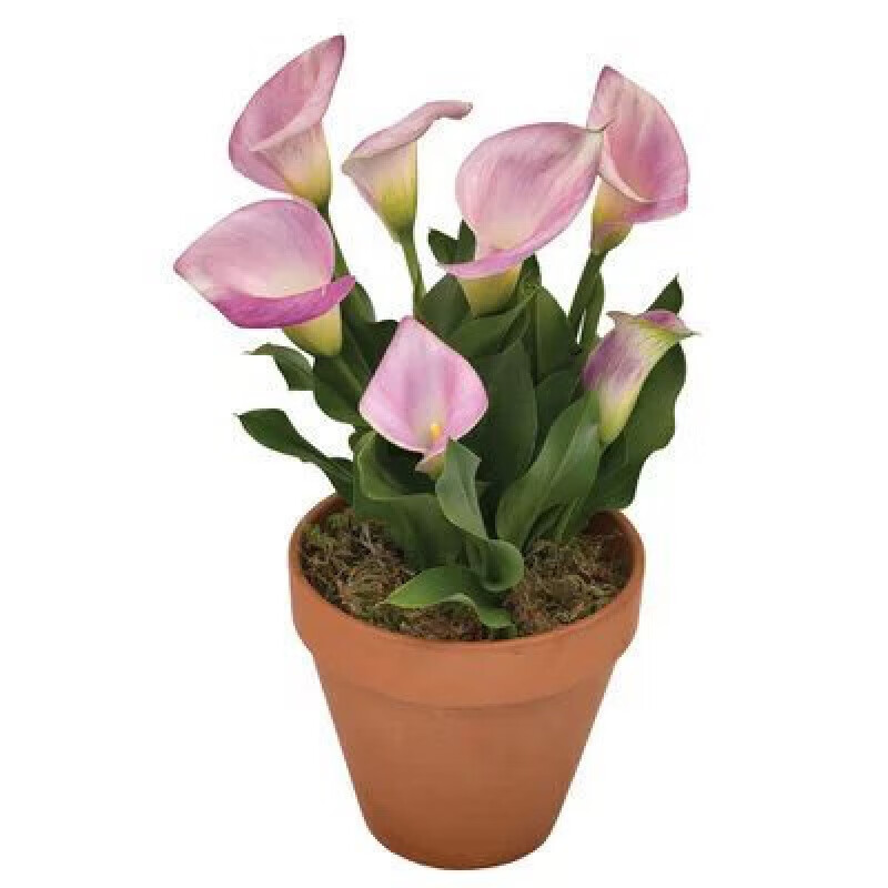 思取荷兰进口彩色马蹄莲种球阳台盆栽花卉大球块根四季种易活开花