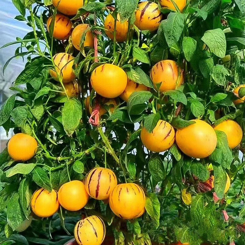 北蔬 人参果树苗种子南方盆栽果树种植 人参果苗 3盆 有机肥5包